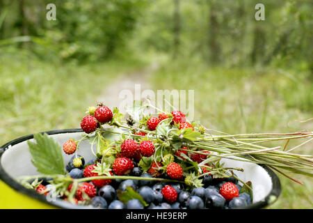 kleine kann voller Heidelbeeren und Walderdbeeren auf dem Waldweg Stockfoto