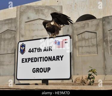 Flieger aus der 447th Expeditionary Luft-Gruppe einen besonderen Gast überrascht, die auf die Einheit Zeichen vor heute das Hochhaus am Sather Air Base auf der Westseite von Bagdad International Airport gelandet. Die irakischen Steppenadler blieb für fast eine Stunde nur ausruhen und putzen. Flieger spekuliert, dass die großen Bird-of-Prey aus dem nahe gelegenen Bagdad Zoo gekommen vielleicht, weil es so unbefangen schien wie eine Menschenmenge versammelte sich und Menschen innerhalb von ein paar Füße trat zu posieren für Fotos mit dem besonderen Besucher. Stockfoto