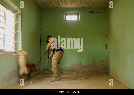 Eine irakische Hundeführer und Hund auf der Suche nach einem versteckten Sprengstoff beim Training Übung mit US-Soldaten aus der Rettungshundestaffel der 25. Infanterie-Division bei Forward Operating Base Marez, in Mosul, Irak, Aug. 8. Die Hunde, zur Verfügung gestellt von den USA, sind die wirksamsten Mittel zur Erkennung von Sprengstoff und Hilfe irakische Kräfte zu bekämpfen der Bedrohung durch Autobomben und Selbstmord-Anschläge. Stockfoto