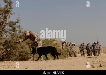 Ein irakische Polizisten mit dem Diyala Polizeihund Programm arbeitet mit seinem Hund, einem nachgebauten Sprengsatz während einer gemeinsamen Übung mit US-Soldaten von Headquarters und Headquarters Company k-9, 1st Stryker Brigade Combat Team, 25. Infanterie-Division auf vorwärts Operating Base War Horse, in der Nähe von Baqouba, Irak, Aug. 2 zu finden. Stockfoto