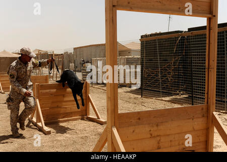 Ein irakische Polizisten mit dem Diyala Polizeihund Programm läuft seinen Hund durch ein Hindernis-Parcours während einer gemeinsamen Übung mit US-Soldaten von Headquarters und Headquarters Company k-9, 1st Stryker Brigade Combat Team, 25. Infanterie-Division auf vorwärts Operating Base War Horse, in der Nähe von Baqouba, Irak, Aug. 2. Stockfoto