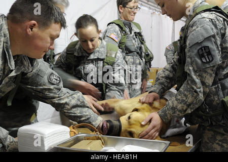 US Armee SGT Leslie Langford, links, Eckzahn Handler, 550. militärischer Arbeitshund Ablösung, Fort Bragg, N.C., tröstet seinen Hund, Ted, ein Labrador Retriever und Bombe Spezialist, da er simulierten medizinischen Versorgung im Bereich Veterinär des Combat Support Hospital im Joint Readiness Training Center, Fort Polk, Louisiana, 23. Februar 2013 erhält. JRTC 13 / 04 klärt medizinisches Personal in der Bekämpfung Patientenversorgung und aeromedical Evakuierung in einer simulierten Umgebung bekämpfen.  Senior Master Sergeant Kim Allain) Stockfoto