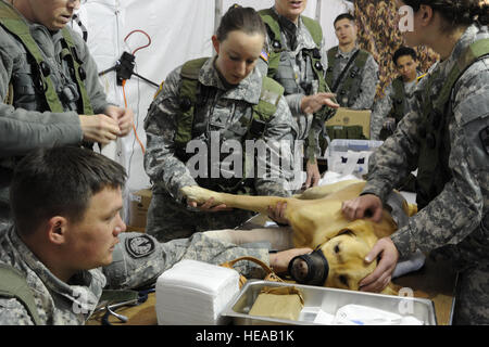 US Armee SGT Leslie Langford, links, Eckzahn Handler, 550. militärischer Arbeitshund Ablösung, Fort Bragg, N.C., tröstet seinen Hund, Ted, ein Labrador Retriever und Bombe Spezialist, da er simulierten medizinischen Versorgung im Bereich Veterinär des Combat Support Hospital im Joint Readiness Training Center, Fort Polk, Louisiana, 23. Februar 2013 erhält. JRTC 13 / 04 klärt medizinisches Personal in der Bekämpfung Patientenversorgung und aeromedical Evakuierung in einer simulierten Umgebung bekämpfen.  Senior Master Sergeant Kim Allain) Stockfoto