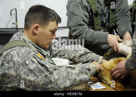 US Armee SGT Leslie Langford, links, Eckzahn Handler, 550. militärischer Arbeitshund Ablösung, Fort Bragg, N.C., tröstet seinen Hund, Ted, ein Labrador Retriever und Bombe Spezialist, da er simulierten medizinischen Versorgung im Bereich Veterinär des Combat Support Hospital im Joint Readiness Training Center, Fort Polk, Louisiana, 23. Februar 2013 erhält. JRTC 13 / 04 klärt medizinisches Personal in der Bekämpfung Patientenversorgung und aeromedical Evakuierung in einer simulierten Umgebung bekämpfen.  Senior Master Sergeant Kim Allain) Stockfoto