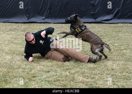 375-jährigen Sicherheit Kräfte Squadron NCOIC militärischer Arbeitshund Abschnitt, techn. Sgt. Bryan Dell bekommt von Fay, 375-jährigen SFS militärischer Arbeitshund, während Fang Aggression training 20. März 2015, bei der 375-jährigen SFS militärischen arbeiten Hundezwinger auf Scott Air Force Base, Illinois angegangen. Bevor Sie zu militärischen Arbeitshunde müssen sie ihre eigenen Grundausbildung lernen Grundgehorsam, kontrollierte Aggression und so einen Verdächtigen im Innen- und Außenbereich finden Sie durchlaufen. Senior Airman Tristin Englisch) Stockfoto