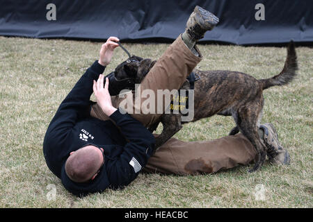 375-jährigen Sicherheit Kräfte Squadron NCOIC militärischer Arbeitshund Abschnitt, techn. Sgt. Bryan Dell bekommt von Fay, 375-jährigen SFS militärischer Arbeitshund, während Fang Aggression training 20. März 2015, bei der 375-jährigen SFS militärischen arbeiten Hundezwinger auf Scott Air Force Base, Illinois angegangen. Bevor Sie zu militärischen Arbeitshunde müssen sie ihre eigenen Grundausbildung lernen Grundgehorsam, kontrollierte Aggression und so einen Verdächtigen im Innen- und Außenbereich finden Sie durchlaufen. Senior Airman Tristin Englisch) Stockfoto