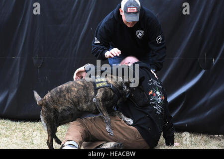 375-jährigen Sicherheit Kräfte Squadron NCOIC militärischer Arbeitshund Abschnitt, techn. Sgt. Bryan Dell bekommt von Fay, 375-jährigen SFS militärischer Arbeitshund, während Fang Aggression training 20. März 2015, bei der 375-jährigen SFS militärischen arbeiten Hundezwinger auf Scott Air Force Base, Illinois angegangen. Bevor Sie zu militärischen Arbeitshunde müssen sie ihre eigenen Grundausbildung lernen Grundgehorsam, kontrollierte Aggression und so einen Verdächtigen im Innen- und Außenbereich finden Sie durchlaufen. Senior Airman Tristin Englisch) Stockfoto