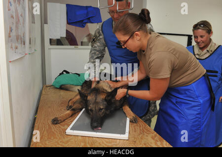 090424-F-7426P-086 - Djibouti - U.S.Navy Hospital Corpsman zweiter Klasse (HM2) Angela Ingalls, Emergency Medical Facility (EMF) X-Ray Technician (r) zusammen mit der Hilfe der U.S.Army Major Mickey G. Moppin, Doktor der Veterinärmedizin (DVM), Position "Don'a militärischer Arbeitshund (MWD), 24. April 2009 während der Einnahme von Röntgenstrahlen, um die Ursache für seine oberen Atemwege Problem aufdecken. Don und seine Handler zugeordnet sind, kombiniert Joint Task Force-Horn von Afrika (CJTF-HOA) MWD Einheit, Camp Lemonier und dienen zur Erkennung von Sprengstoff/Betäubungsmittel sowie Sicherheit Patrouillen. Die Soldat innen der CJTF-HOA, er Stockfoto