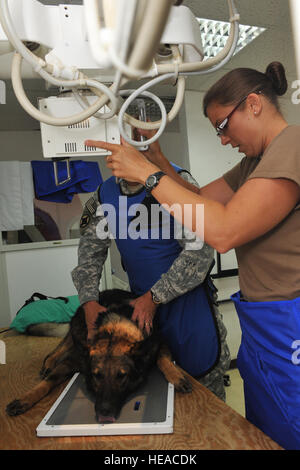 090424-F-7426P-092 - Djibouti - U.S.Navy Hospital Corpsman zweiter Klasse (HM2) Angela Ingalls, Emergency Medical Facility (EMF) X-Ray Technician (r) zusammen mit der Hilfe der U.S.Army Major Mickey G. Moppin, Doktor der Veterinärmedizin (DVM), Position "Don'a militärischer Arbeitshund (MWD), 24. April 2009 während der Einnahme von Röntgenstrahlen, um die Ursache für seine oberen Atemwege Problem aufdecken. Don und seine Handler zugeordnet sind, kombiniert Joint Task Force-Horn von Afrika (CJTF-HOA) MWD Einheit, Camp Lemonier und dienen zur Erkennung von Sprengstoff/Betäubungsmittel sowie Sicherheit Patrouillen. Die Soldat innen der CJTF-HOA, er Stockfoto