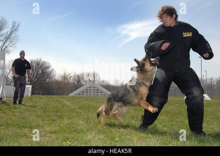 Staff Sgt Bryan Gudmundson, 55. Sicherheit Kräfte Squadron Realeases Norman, 55. SFS militärische Gebrauchshund, sein Ziel jagen freiwillige Cole Tesar, während des Trainings 17 April. Herr Tesar ist einen Untergewand Biss Anzug zum Schutz tragen. Die Offutt k-9-Einheit führt regelmäßiges Training um die Hunde Effektivität im Bereich zu maximieren. (Josh Plueger) Stockfoto