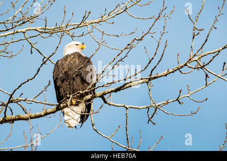 Ein erwachsener bald eagle hocken auf einem Baum in der chehalis Wohnungen Weißkopfseeadler und Lachs in der nähe von Harrison Mills, British Columbia, Kanada Stockfoto