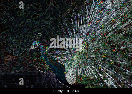 Indische blaue männliche Pfau (Pavo Cristatus), Schwanzfedern in Balz - digital manipuliert Bild abstrakte Vogel Stockfoto