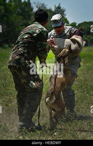 Philippine Air Force Airman 2. Klasse Sir George Macasaet (links), k-9-Handler führt Biss Ausbildung mit philippinischen militärischer Arbeitshund "Hector" und US Army Staff Sgt Ryan Hastings, 28. Military Police Detachment gemeinsame Basis Elmendorf-Richardson, Alaska, während Balikatan 2012, April 19 auf Clark Air Base, Philippinen. Balikatan ist eine jährliche bilaterale Übung zur Verbesserung der Interoperabilität zwischen den USA und die philippinischen Streitkräfte. Das Wort Balikatan in Hindi bedeutet "Schulter an Schulter". Stockfoto