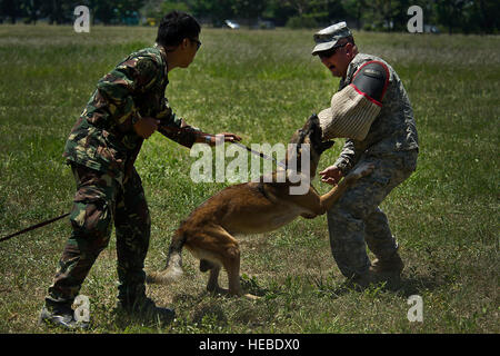 Philippine Air Force Airman 2. Klasse Sir George Macasaet, k-9-Handler führt Biss training mit philippinischen Militär Gebrauchshund Hector und US Army Staff Sgt Ryan Hastings, 28. Military Police Detachment gemeinsame Basis Elmendorf-Richardson, Alaska während Balikatan 2012 am 19. April auf der Clark Air Base, Philippinen. Balikatan 2012, eine jährliche bilaterale Übung zur Verbesserung der Interoperabilität zwischen den USA und die philippinischen Streitkräfte. (Department of Defense Foto von US-Air Force Tech Sgt. Michael R. Holzworth/freigegeben) Stockfoto