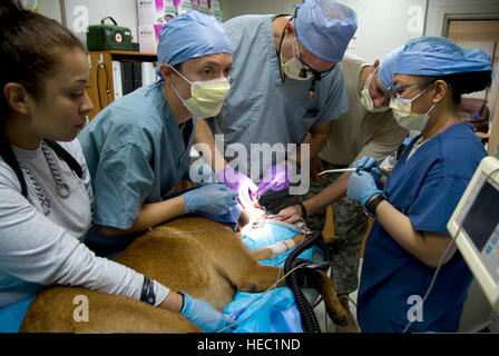 US Army Captain Lauren Richardson, zweiter von links, ein Tierarzt mit der Air Force 376th Expeditionary Sicherheit Kräfte Squadron und Air Force Colonel Jon Dossett, Zentrum, zahnärztliche Leiter mit der 376th Expeditionary Medical Group, Zahnarztpraxis auf militärische arbeiten Hund (MWD) Ddewey am Transit Center Manas, Kirgisistan, 14. August 2013 durchführen. Ddewey ruft die doppelten Buchstaben in seinem Namen zu identifizieren, die er gezüchtet wurde in das Department of Defense MWD Zuchtprogramm auf der Lackland Air Force Base, Texas. Richardson ist der 949th Medical Detachment (Veterinary Services) zugeordnet. (US-Ai Stockfoto