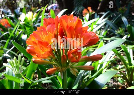 Blühende orange Clivia miniata, Strap-geformte Blätter der Pflanze. Indigene nach Südafrika. Wächst am besten in kühlen, schattigen Bereichen. Der amaryllidaceae Stockfoto