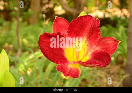 Tageslilie mit violetten und leuchtend gelben Blütenblättern. HEMEROCALLIS. Blumen dauern nur für einen Tag. Blüten am besten, wenn sie in voller Sonne wachsen. Nahaufnahme. Stockfoto