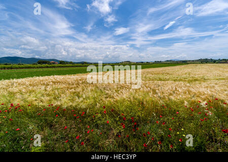 Typische grüne Toskana Landschaft mit Hügeln, Weinbergen, Mohn, Getreide, Bauern Haus und Blau, bewölkter Himmel Stockfoto