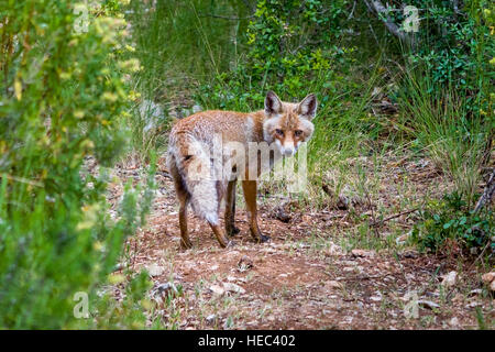 Eine Rotfuchs (Vulpes Vulpes), gesehen in Maremma Regional Park (Parco Regionale della Maremma), auch bekannt als Uccellina Park (Parco Uccellina Stockfoto