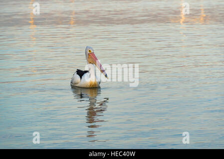 Ein australischer Pelikan floating auf stillem Wasser (Pelecanus conspicillatus) Stockfoto