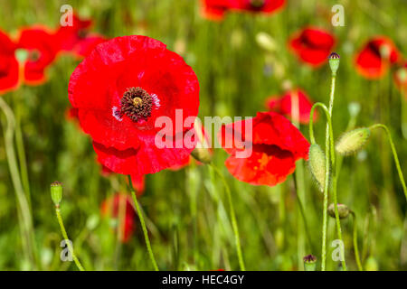 Nahaufnahme der Mohn blüht Stockfoto