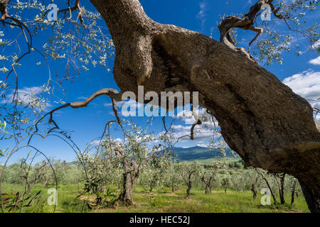 Typische grüne Toskana-Landschaft im Val d ' Orcia mit einer Olive Plantage und blau, bewölkten Himmel Stockfoto