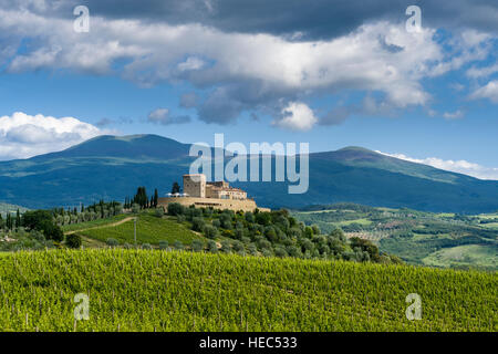 Typische grüne Toskana Landschaft im Val d'Orcia mit Weinbergen, dem Castello Di Velona auf einem Hügel und Blau, bewölkter Himmel Stockfoto