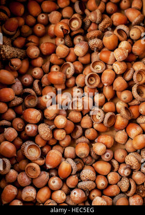 Viele Eicheln in einer box Stockfoto