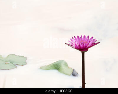 Lila Lotus in einem Teich und Blätter Stockfoto