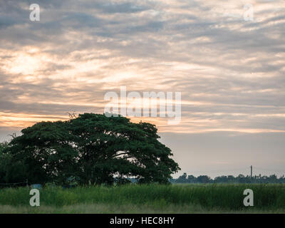 malerischen einsamen großen Baum auf einer Wiese mit Sonnenaufgang, Landschaft in Thailand Stockfoto