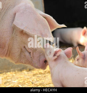 Weibliches Schwein und Ferkel Stockfoto