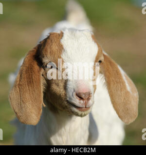 Boer Ziege Kind 2 Wochen alt Stockfoto