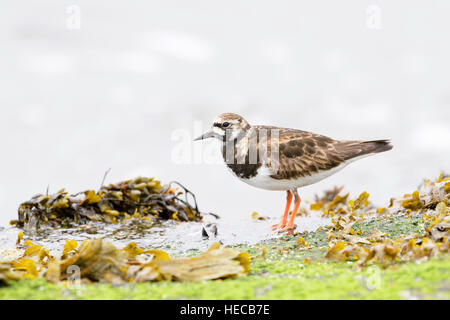 Großen beringt Regenpfeifer (Charadrius Hiaticula) auf Nahrungssuche am Rand des Wassers, Texel, Niederlande. Stockfoto