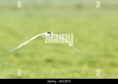 Brandseeschwalbe (Sterna Sandvicensis) fliegen über Grass mit Fisch in Rechnung, Texel, Niederlande. Stockfoto