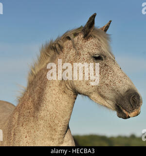 wildes New Forest pony Stockfoto
