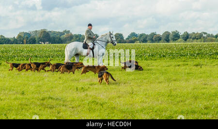 Der Jagd-Master of The Cranwell Bluthunde, mit den Hunden für Hound Übung Stockfoto