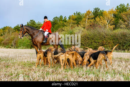 Der Jäger der Cranwell Bluthunde während einer Jagd in Lincolnshire England mit den Hunden um sein Pferd Tage Stockfoto