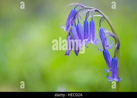 Eine native britische Bluebell. Stockfoto