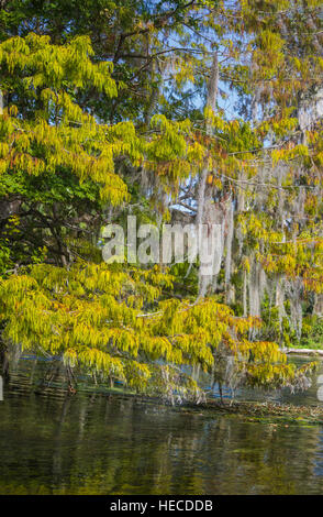 Silver Springs State Park befindet sich in Ocala, Florida, und ist Heimat eines der größten Süßwasser Federn in der Welt. Stockfoto