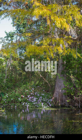 Silver Springs State Park befindet sich in Ocala, Florida, und ist Heimat eines der größten Süßwasser Federn in der Welt. Stockfoto