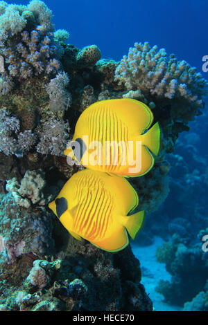 Maskierte Butterflyfish (Chaetodontidae Semilarvatus) in das blaue Wasser des Roten Meeres Stockfoto