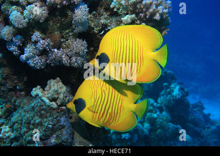 Maskierte Butterflyfish (Chaetodontidae Semilarvatus) in das blaue Wasser des Roten Meeres Stockfoto