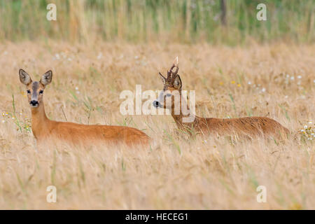 Europäische Rehe (Capreolus Capreolus) Bock Jagd Doe im Weizenfeld während der Brunft im Sommer Stockfoto