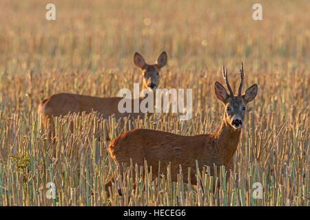 Europäische Rehe (Capreolus Capreolus) Bock Jagd Doe im Weizenfeld während der Brunft im Sommer Stockfoto