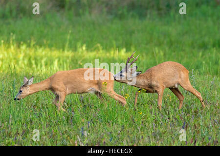 Europäische Rehe (Capreolus Capreolus) Buck schnüffeln hinter der Doe in der Hitze vor der Paarung während der Brunft im Sommer Stockfoto