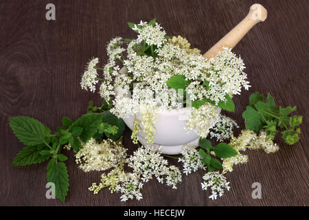 Blumen- und Kräutergarten Naturmedizin mit Mädesüß, Königin Annes Spitze, Damen Mantel, Angelica Samenköpfe und Minze mit Mörser und Stößel auf Eiche. Stockfoto