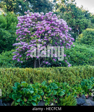 Die Zustandblume von Washington wächst groß in Burien, Washington. Stockfoto