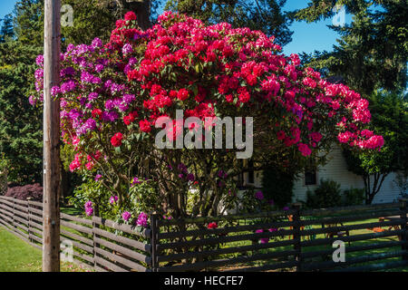 Die Zustandblume von Washington wächst groß in Burien, Washington. Stockfoto