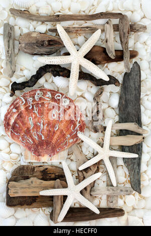 Seashell abstrakten Hintergrund mit Treibholz, Seestern, Jakobsmuschel und sortierten weisse Muscheln. Stockfoto