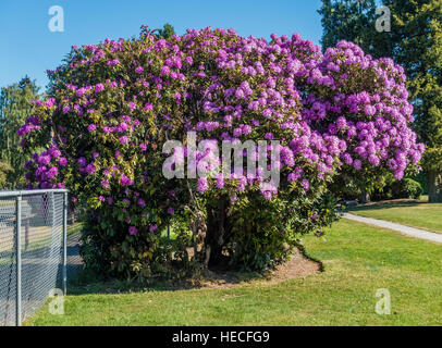 Die Zustandblume von Washington wächst groß in Burien, Washington. Stockfoto